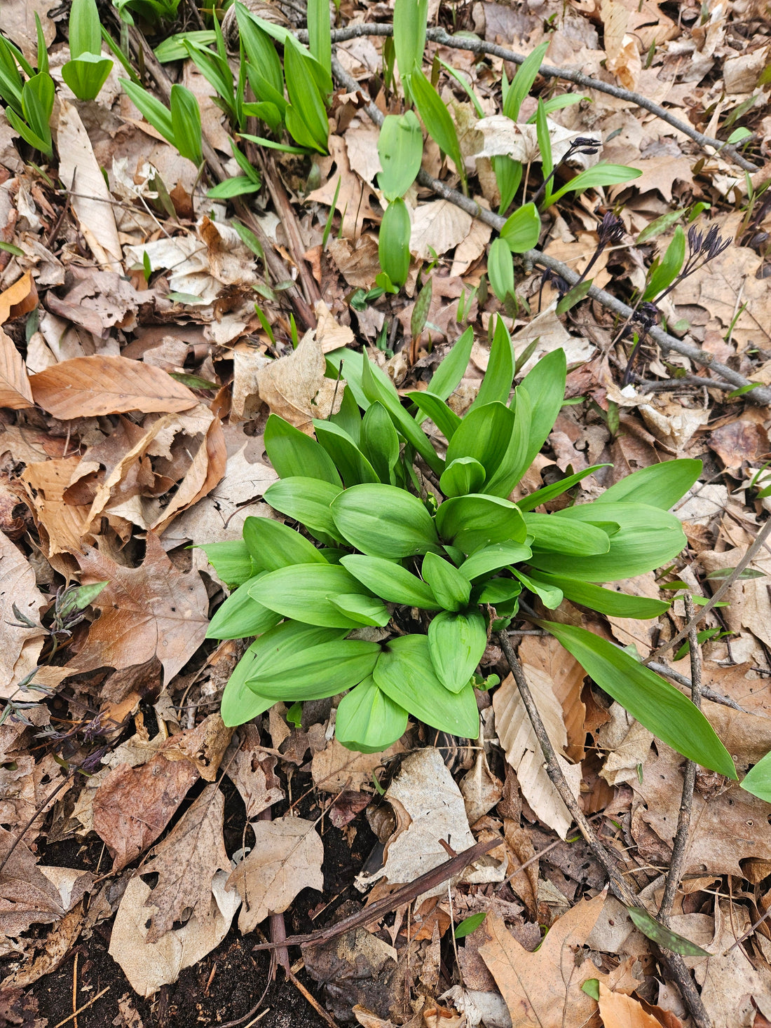 Wild Leeks