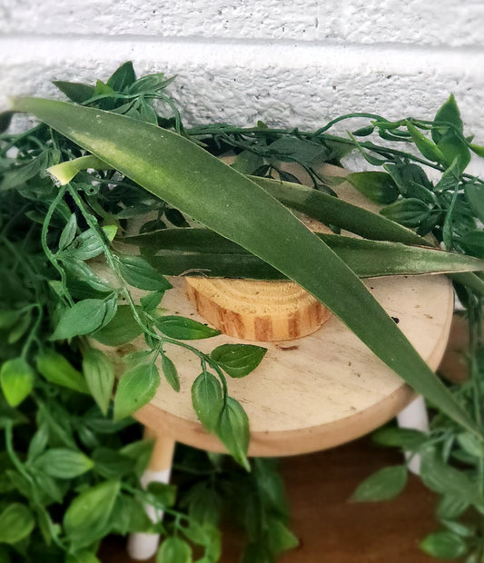 Yucca Leaves